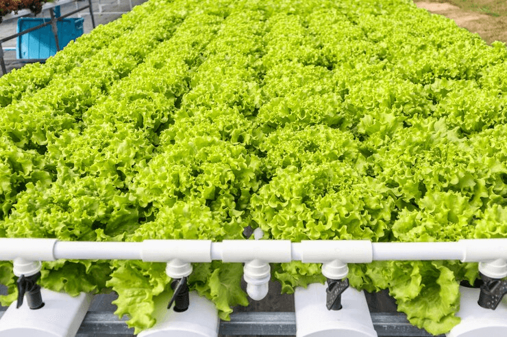 Unlocking Agricultural Innovation: The Distinct Advantages of Hydroponic Plant Growth
