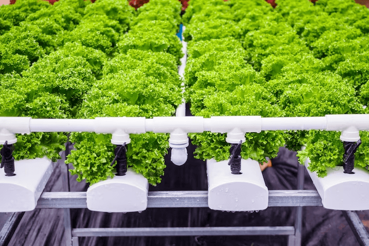 Optimizing Plant Growth with Hydroponic Systems: Techniques and Strategies