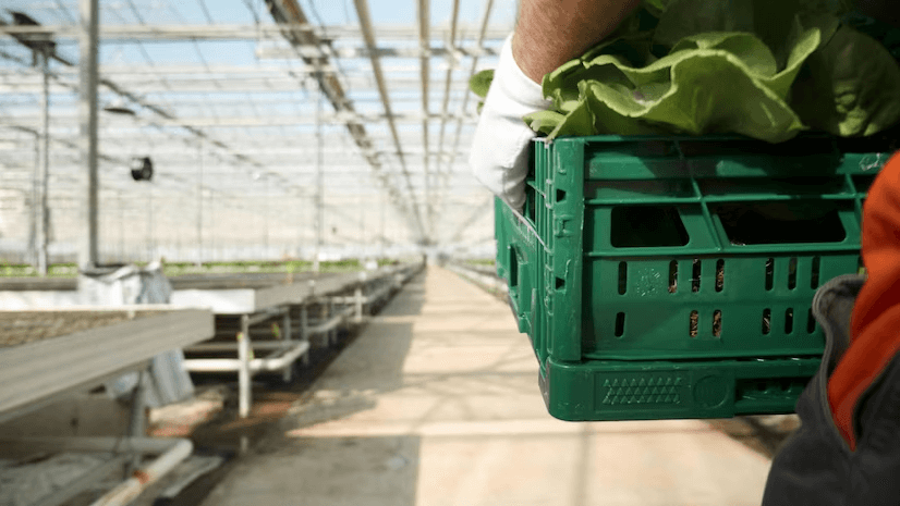 Hydroponic Grow Equipment: Revolutionize Your Gardening Experience