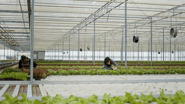 Maximizing Yield: Optimal Hydroponic Grow Equipment for High-Quality Crops