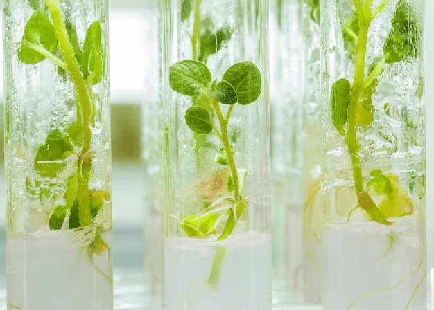 The Commercial Value of Hydroponic Growing