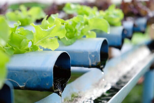 Do Plants Grow Faster In Hydroponics