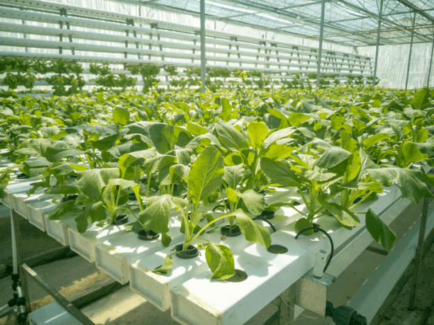 Is the NFT Hydroponic System the Right Choice for Large-Scale Commercial Farms?