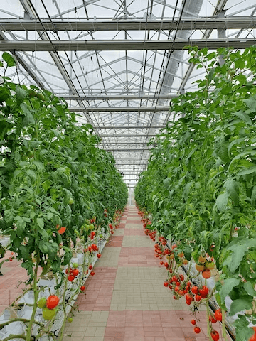 What Is The Best Container To Grow Tomatoes Hydroponically