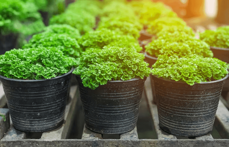 How To Grow Microgreens Hydroponically