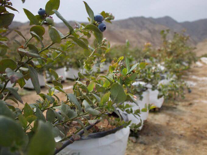 High-yield implementation plan of blueberry cultured in substrate