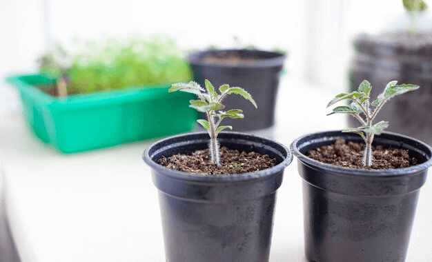 How do you choose the right size of plastic grow pot for different plants?