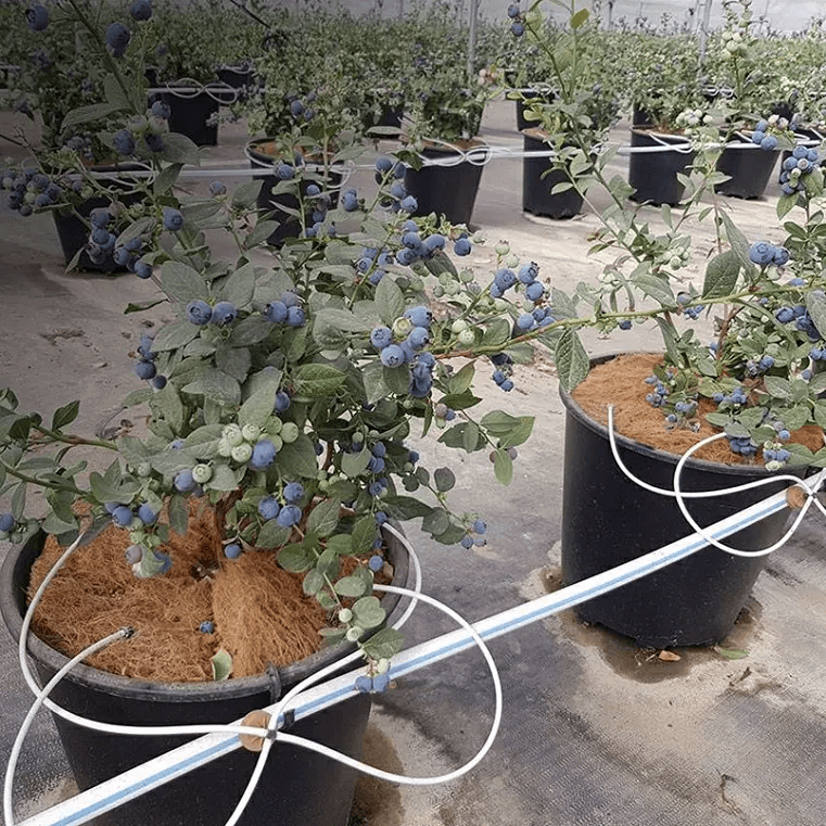 The Future of Commercial Growing: Plastic Plant Pots and Beyond
