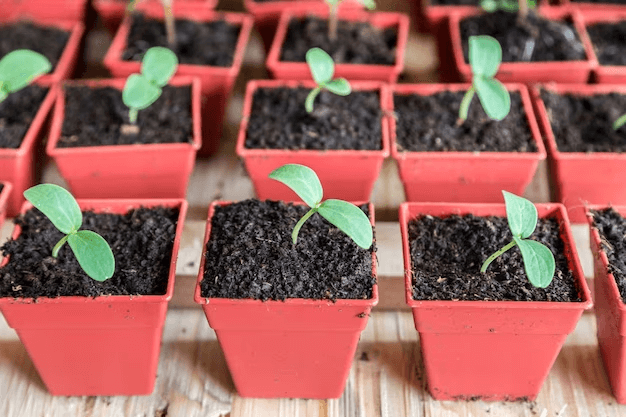 What Kind Of Plastic Pots You Can Purchase For Creating A Berry Grow Project