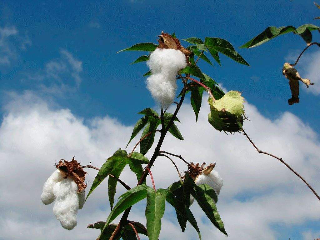 Global cotton supply may grow strongly in 2022