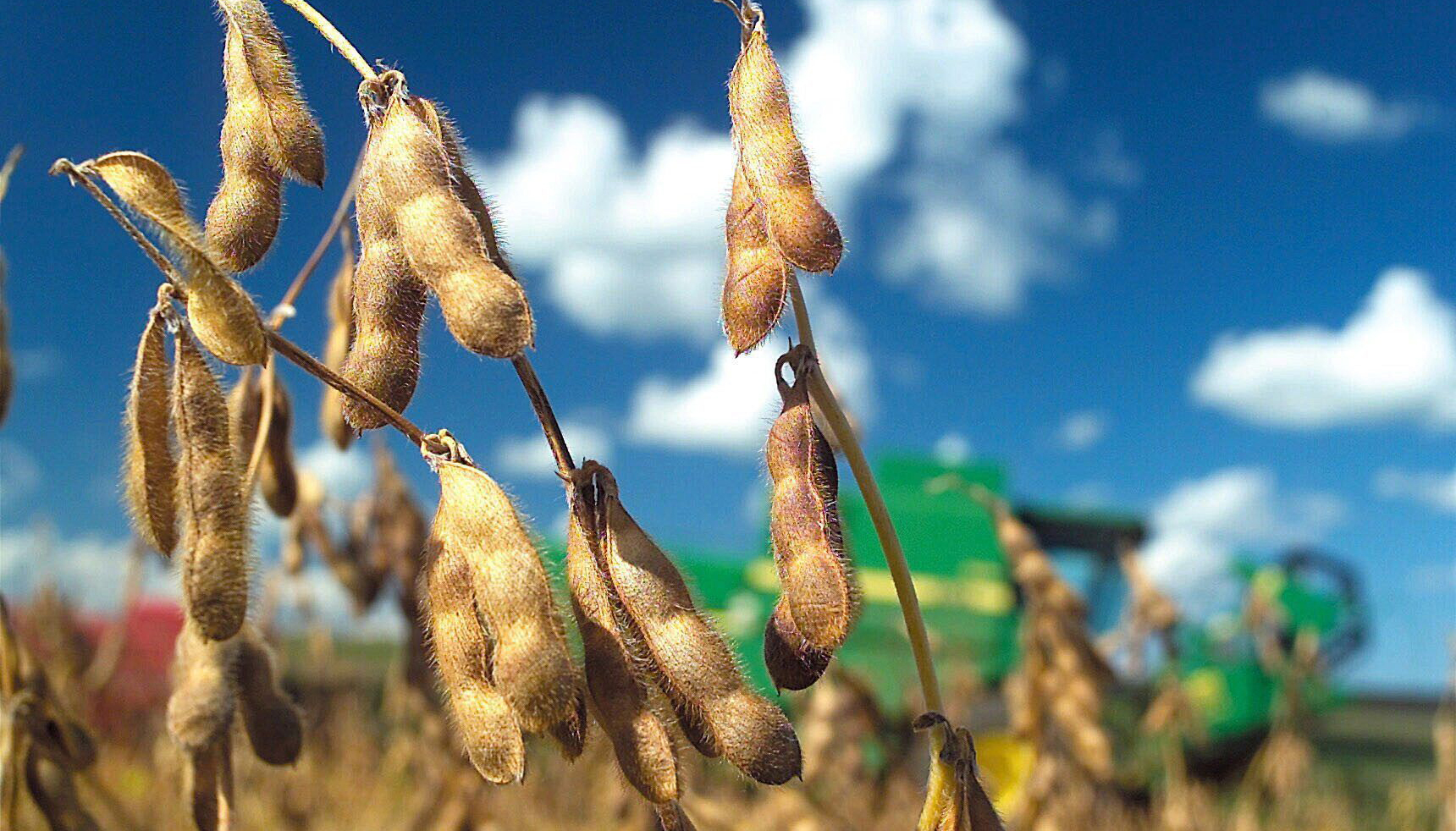 Agraral lowered Brazil’s soybean production forecast for 2021 / 22