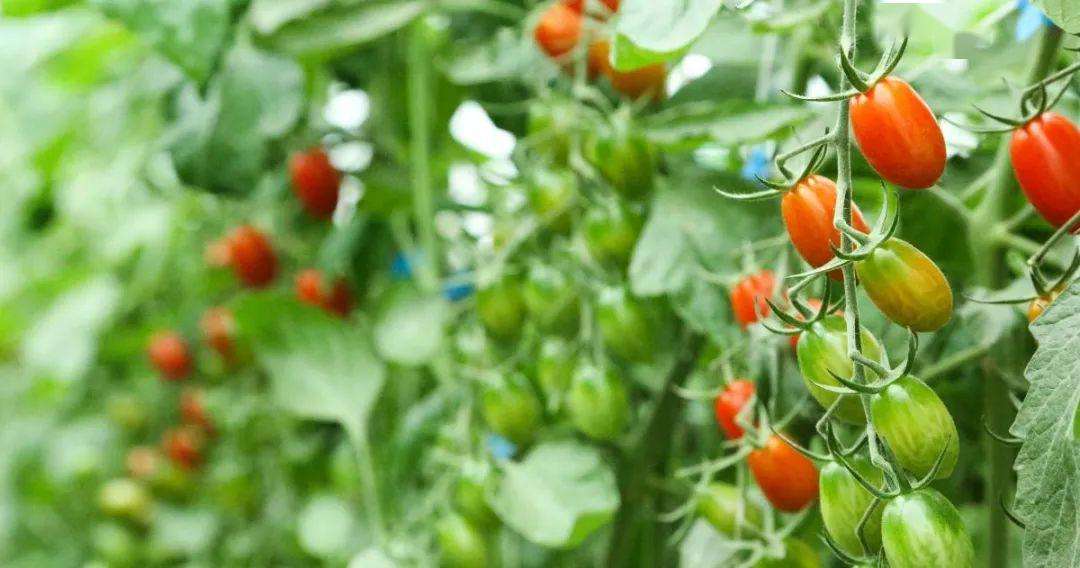 Organic agriculture in Serbia has developed steadily