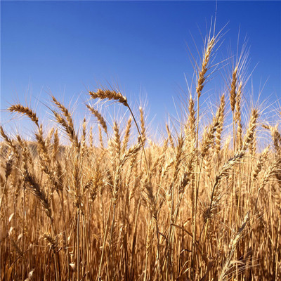 The yield of spring wheat in the United States decreased by 40% due to rare severe drought