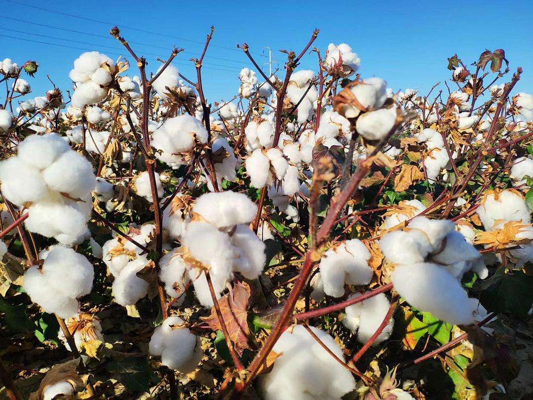 Global cotton supply may grow strongly in 2022