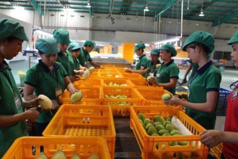 During the epidemic period, Vietnam’s agricultural products exports achieved a bumper harvest