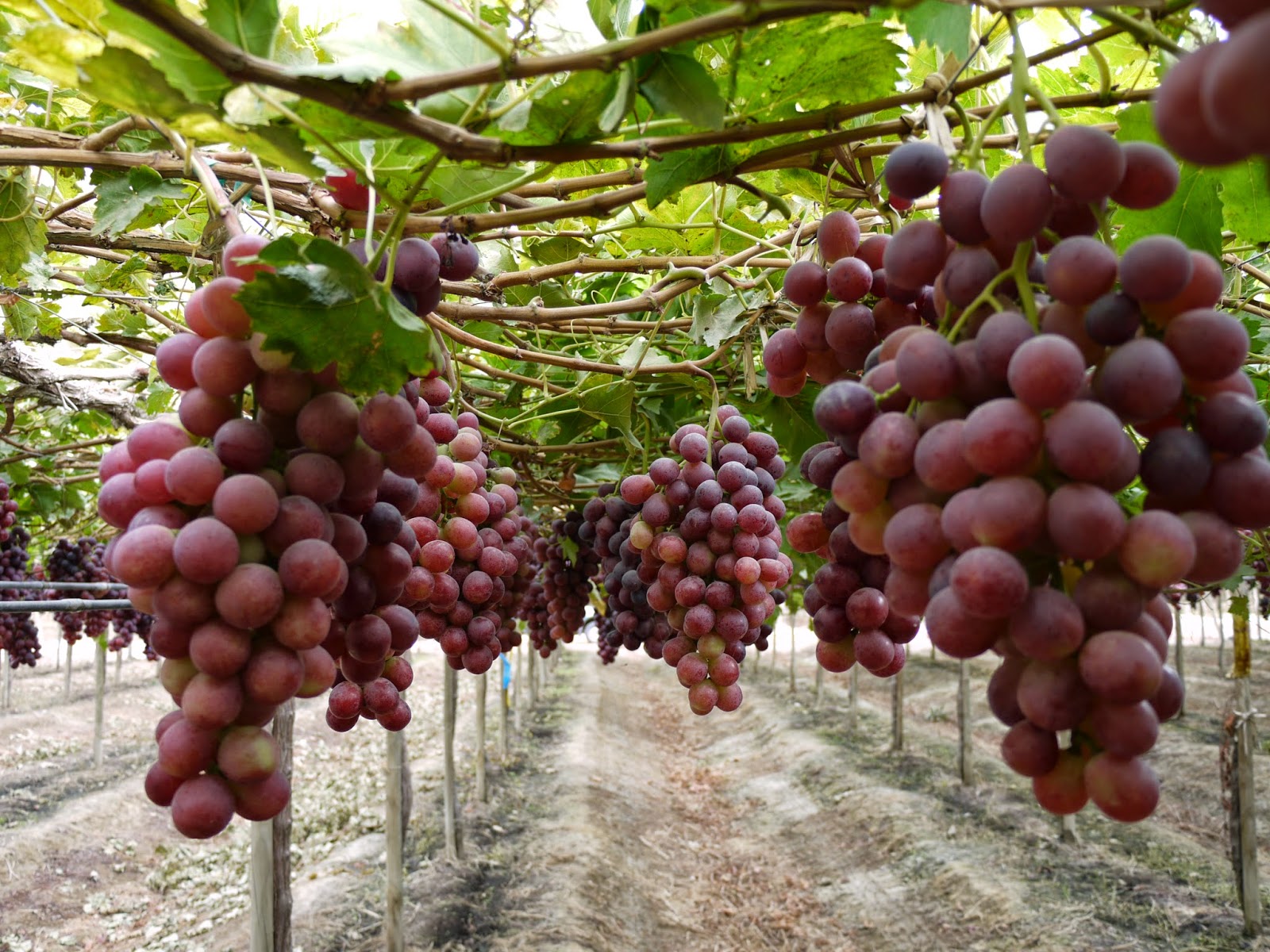 Peru’s fresh grape exports rise