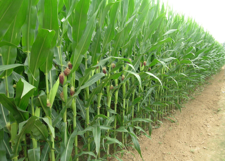 Corn production growth in South Africa in 2021