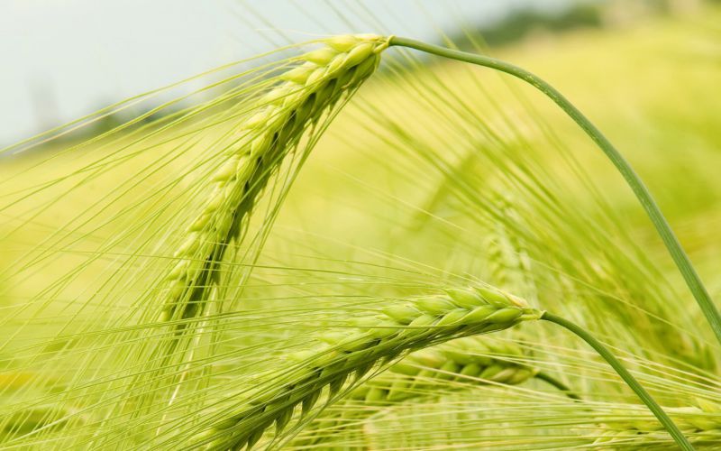 Russian wheat export tariff increases