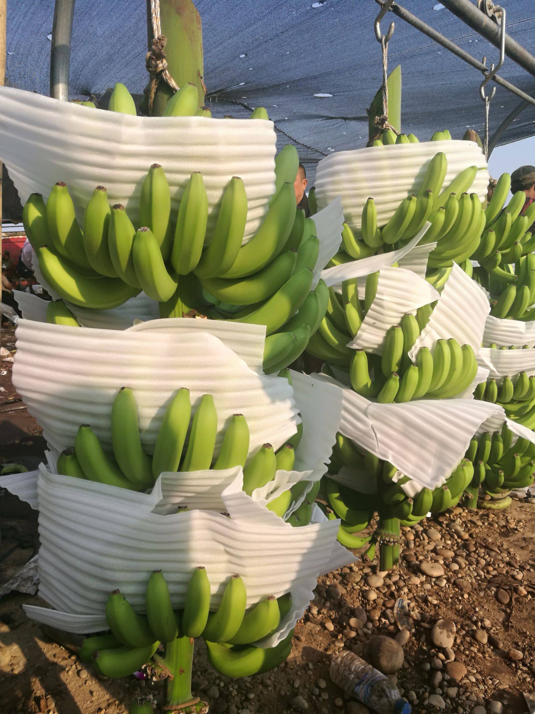 Philippine banana industry requires government to increase investment