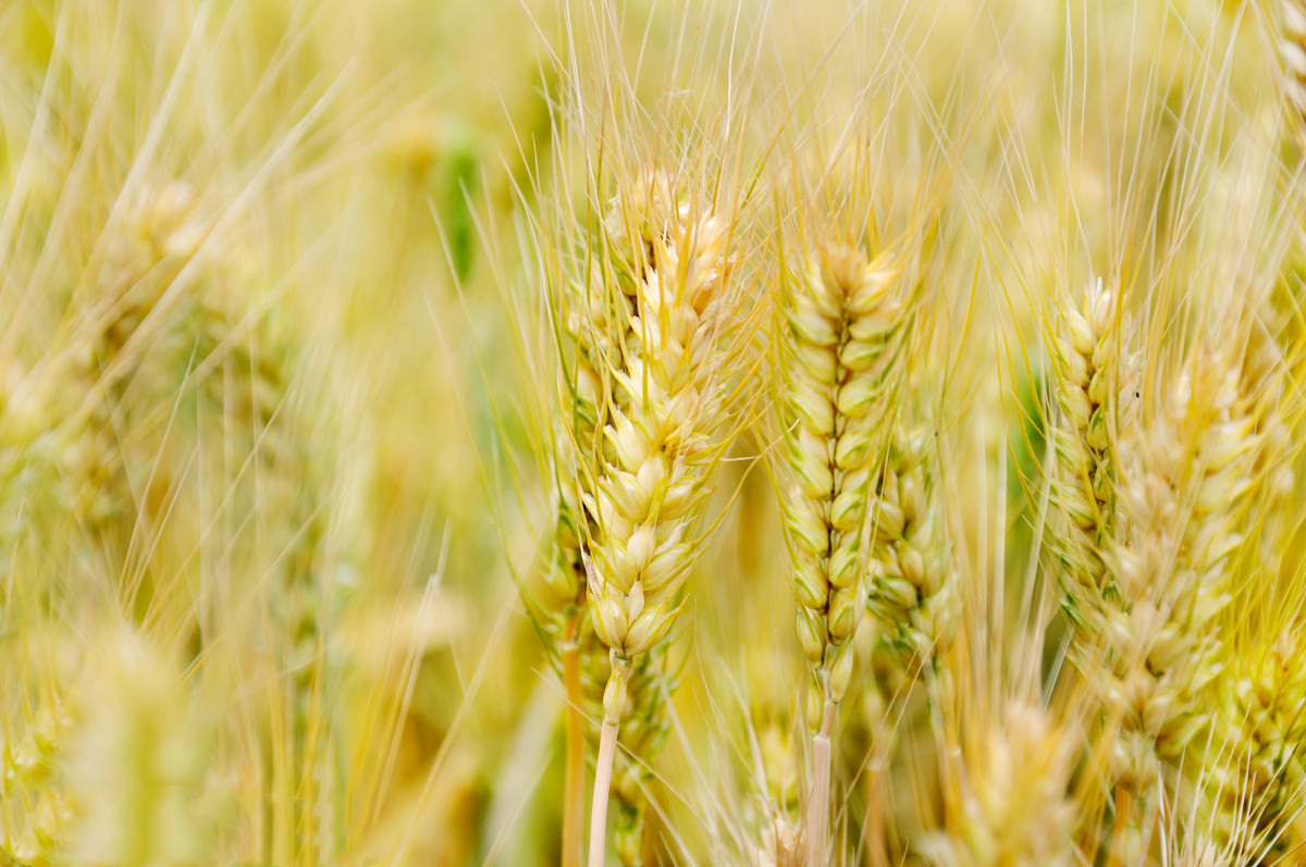 In September, China became the number one destination for French wheat and barley