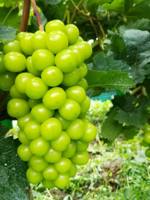 The yield of “sunshine rose”grape in China and South Korea far exceeds that in Japan