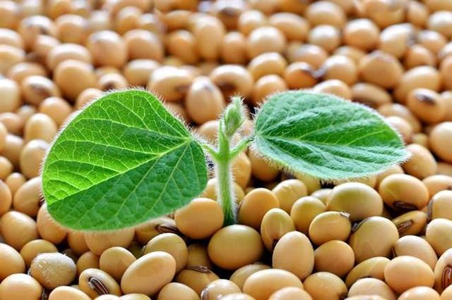 USDA soybean supply and demand report