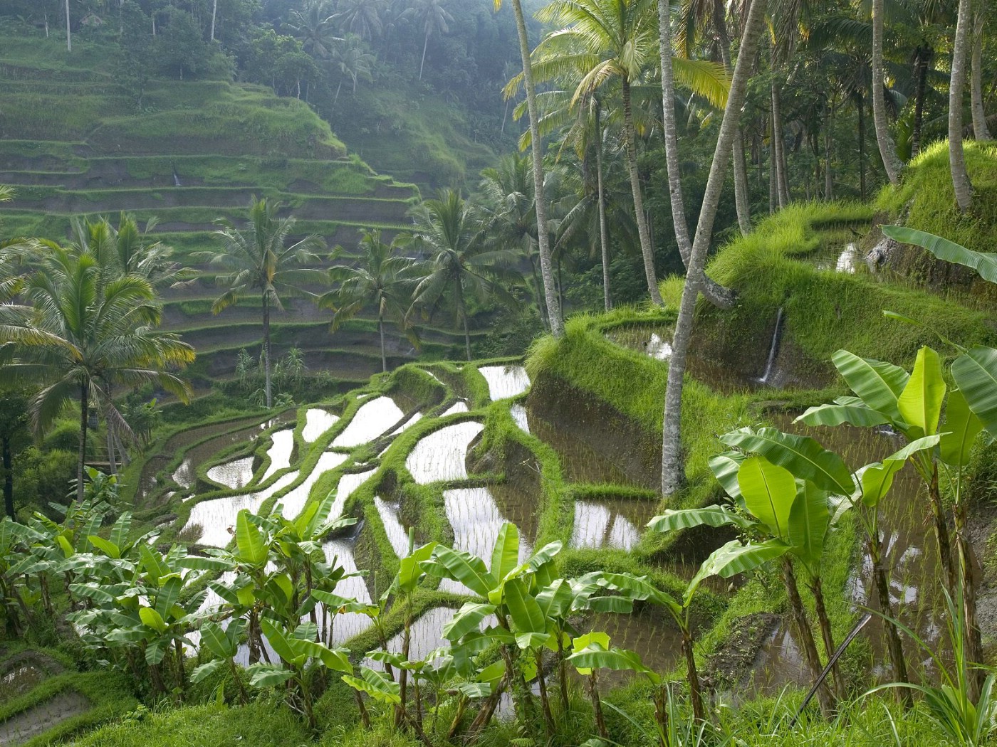 Indonesia’s agricultural downstream products have more export value
