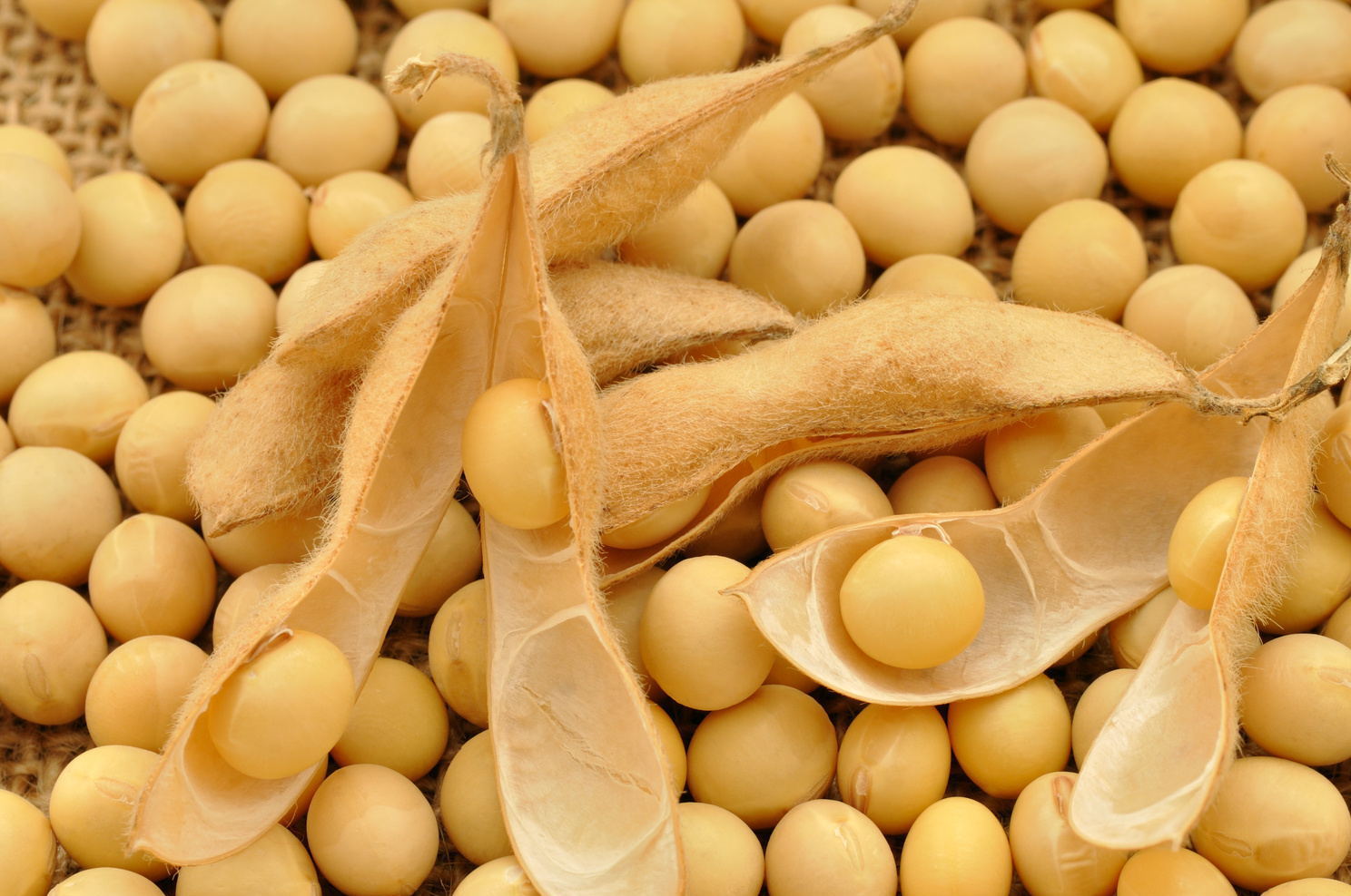 La Nina may have little effect on soybean yield in South America
