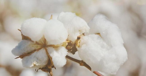 In May, domestic and foreign cotton prices rose on a month basis