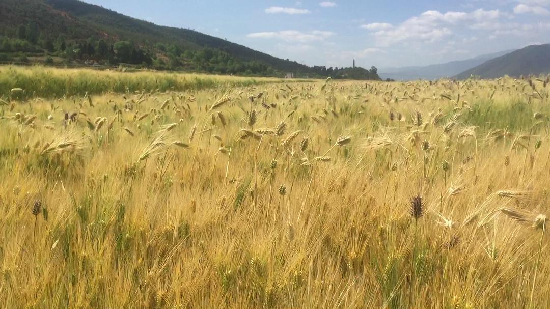 Kazakhstan’s barley export growth in the first half of 2021