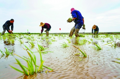 Relevant Korean departments visit China to learn sea rice planting techniques