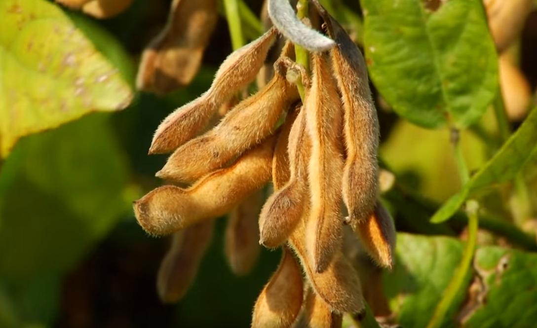 Brazil’s soybean production is expected to hit a record high