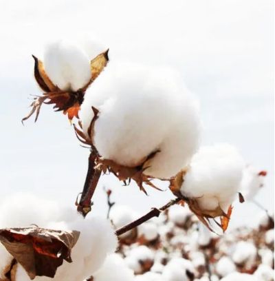 Tanzania will establish organic cotton development policy system