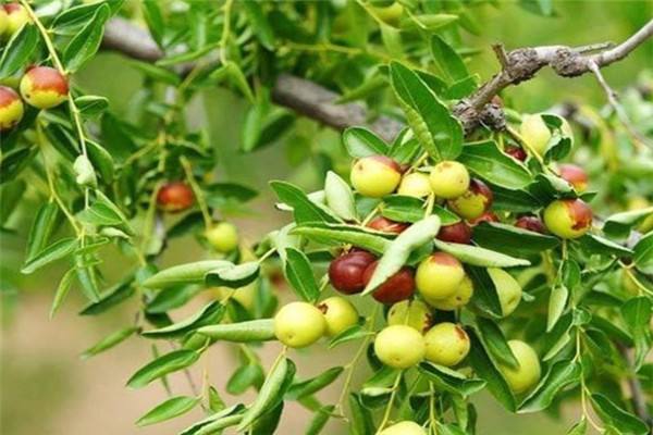 Key points of jujube spring management technology