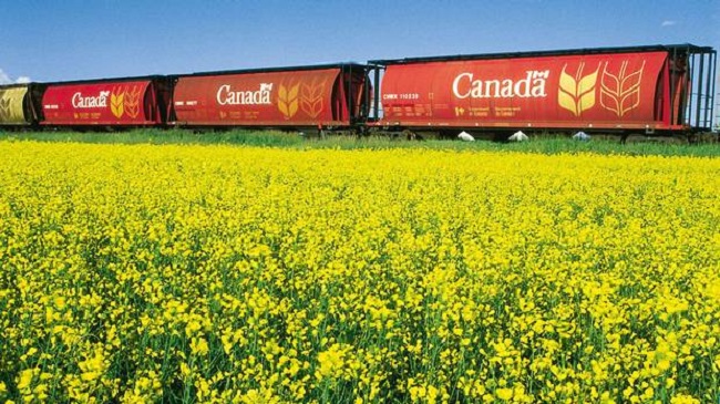 Canadian rapeseed stocks may be lower than current expectations this year
