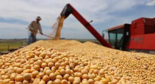 The sown area of soybean in Argentina may decrease by 5% year-on-year this year