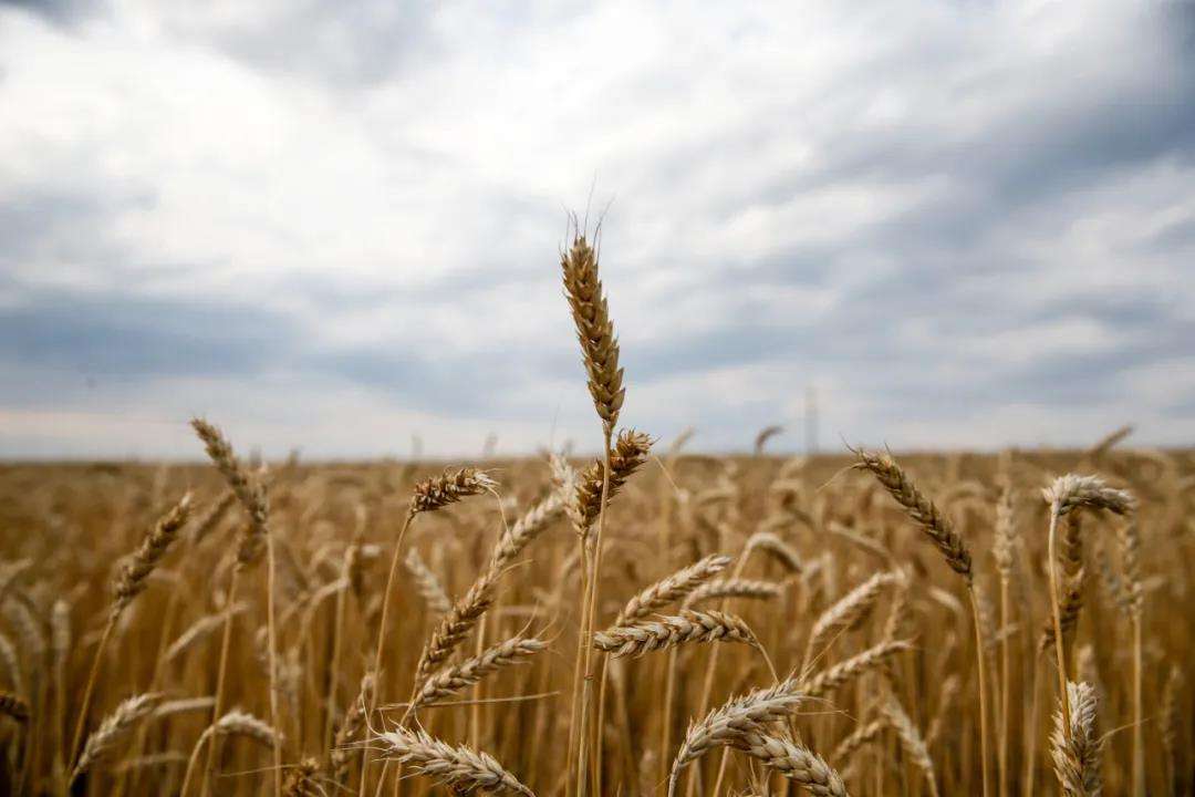 Argentina’s wheat output reached 21.8 million tons