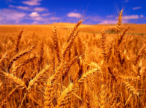 Russia plans to introduce wheat export quotas