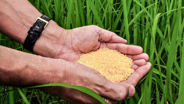 Bangladesh’s rice production hits record high in 2021