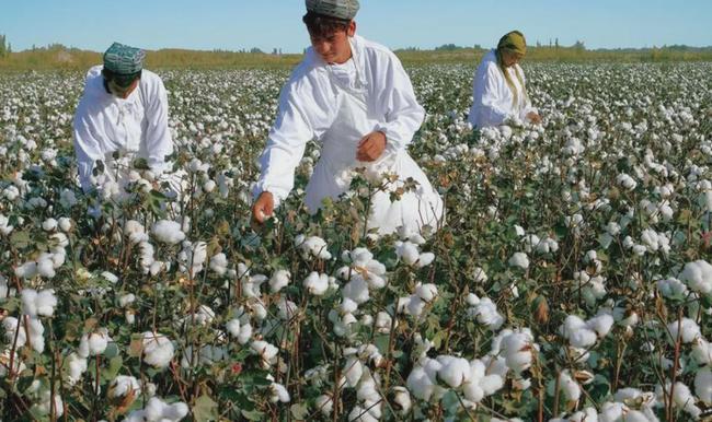 Abares predicts that the global cotton price will hit the second highest record in history