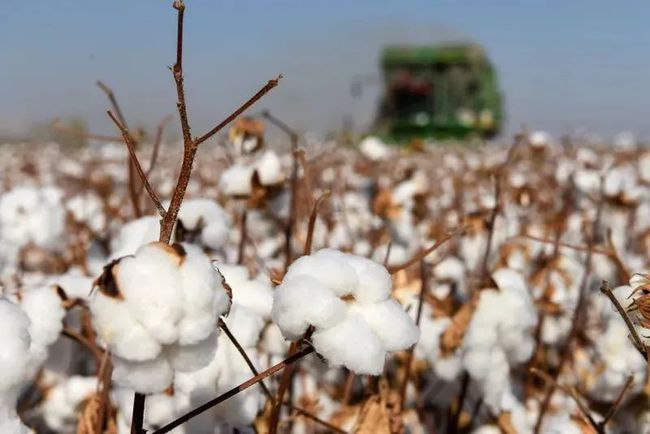 USDA releases monthly global cotton supply and demand forecast