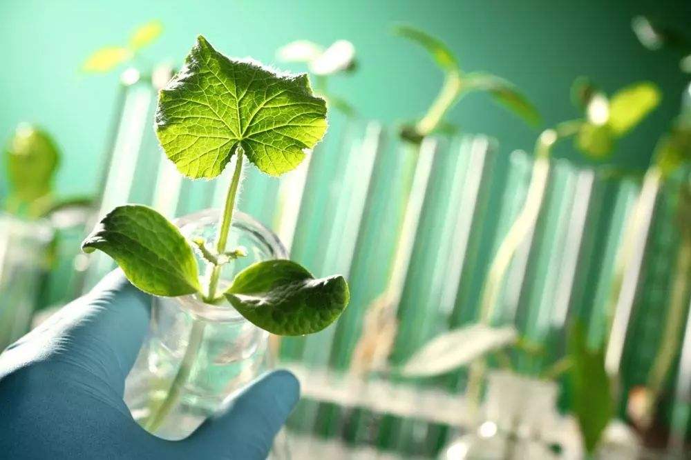 The overseas agriculture bureau of the U.S. Department of Agriculture issued annual reports on agricultural biotechnology in many countries