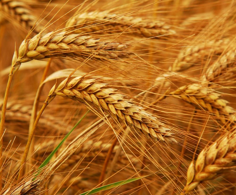 Ukraine plans to expand wheat exports