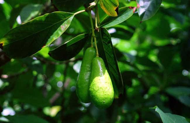 Myanmar expands avocado planting area