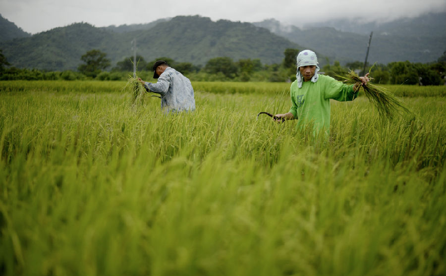 In 2020, the income of rice farmers in the Philippines will drop to the lowest in five years