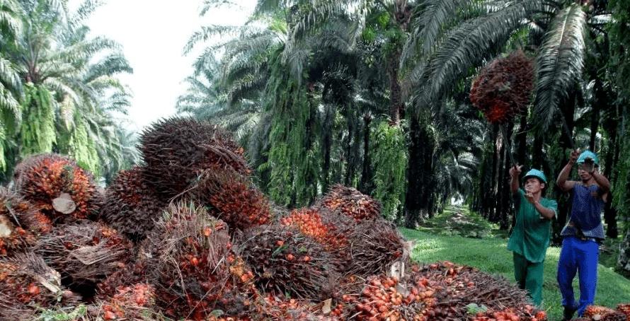Malaysia expects crude palm oil prices to strengthen in 2021