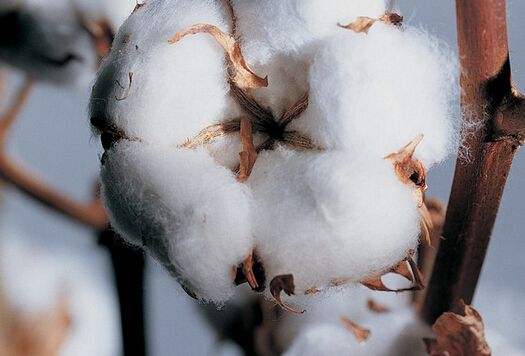 Cameroon’s cotton production is expected to reach a new high in 2022