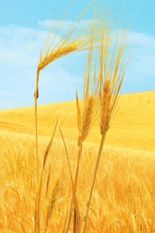 USDA cuts global wheat production and ending inventory expectations