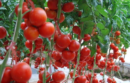 Turkmenistan will increase vegetable planting area in 2022