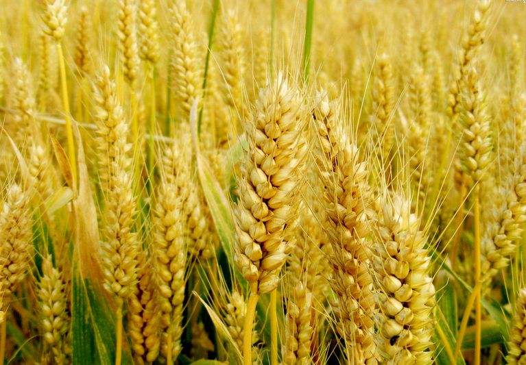 French Ministry of agriculture lowered soft wheat area estimate